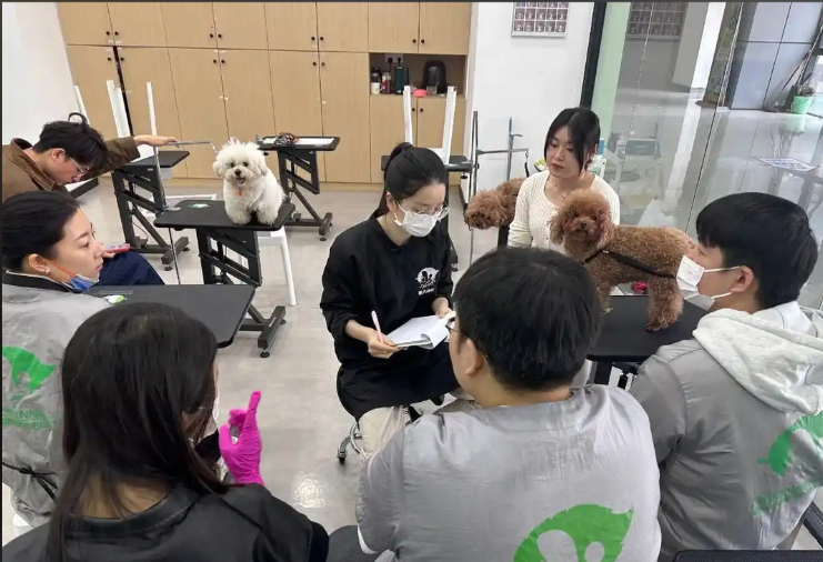 新北区宠物美容师宠物美容培训学校 - 排名